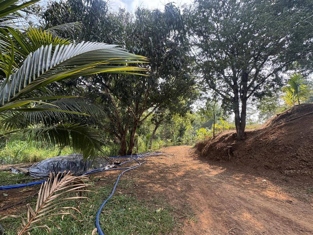 2,5ha đất đồi ôm suối 400m cuối thôn 1 cách chợ đạt lý 5km thuộc ea pốk giá 9,5 tỷ