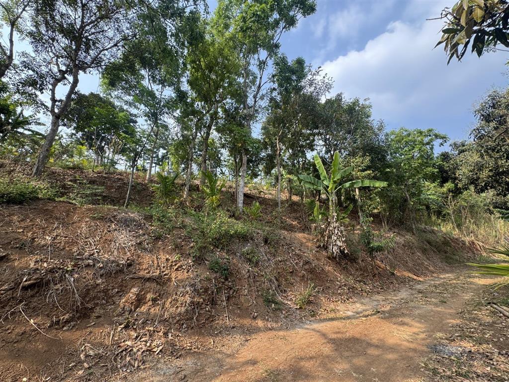 2,5ha đất đồi ôm suối 400m cuối thôn 1 cách chợ đạt lý 5km thuộc ea pốk giá 9,5 tỷ