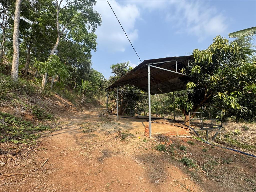 2,5ha đất đồi ôm suối 400m cuối thôn 1 cách chợ đạt lý 5km thuộc ea pốk giá 9,5 tỷ