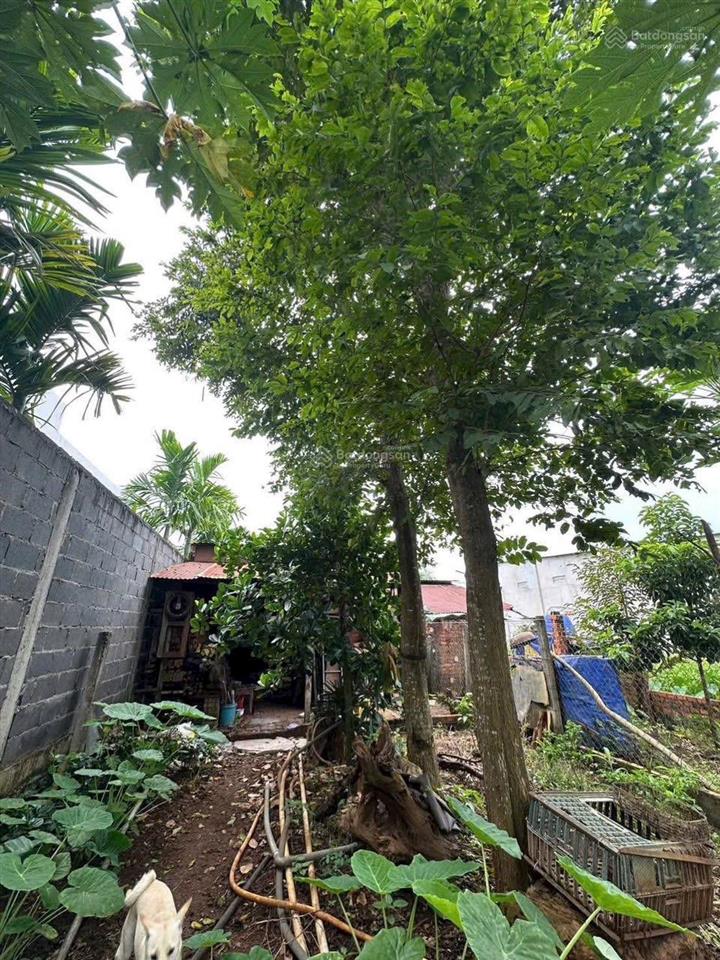 Bán nhà (6x39m) 234m2 tại thị trấn ngãi giao, h. châu đức, brvt