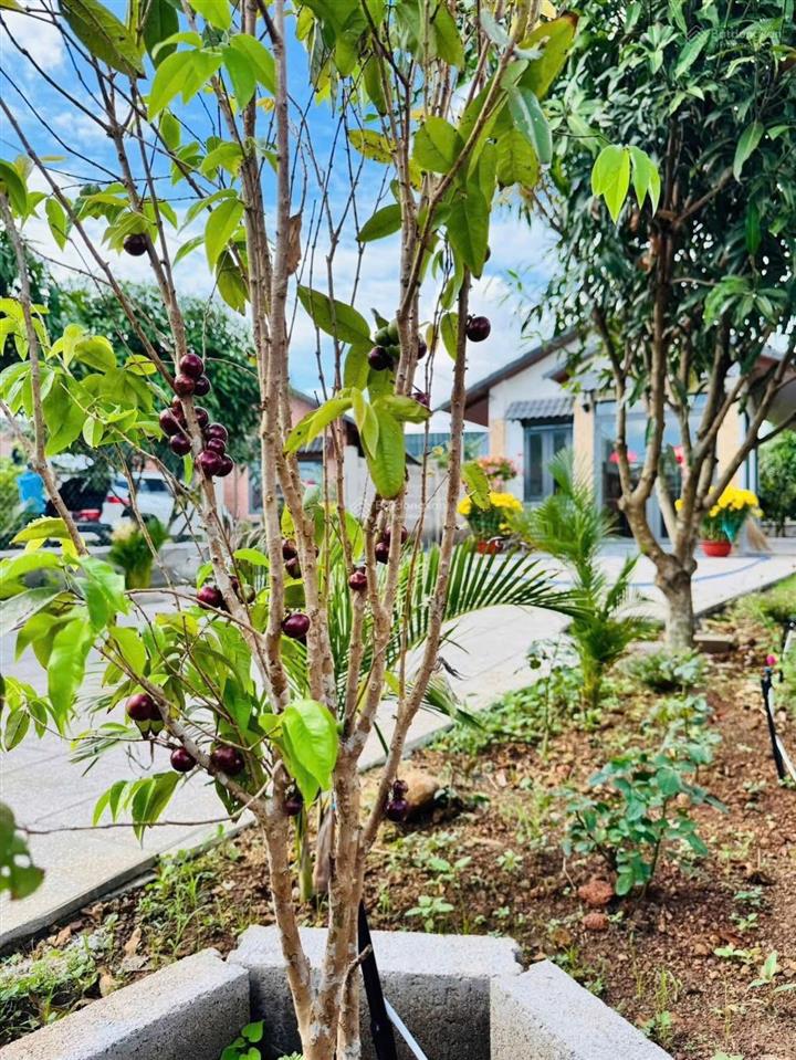 Bán đất vườn đẹp 503m2 tại thị trấn ngãi giao, huyện châu đức  brvt