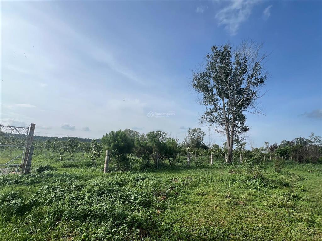 Bán đất đẹp giá đầu tư tại xã tiến thành, tp. phan thiết, 29 tỷ, 21000m2