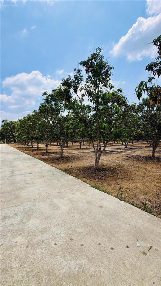 Của nhà trồng  đất nền diên thọ  diên khánh, đầy tiềm năng giá gốc cực mềm (hh cao ae liên kết)