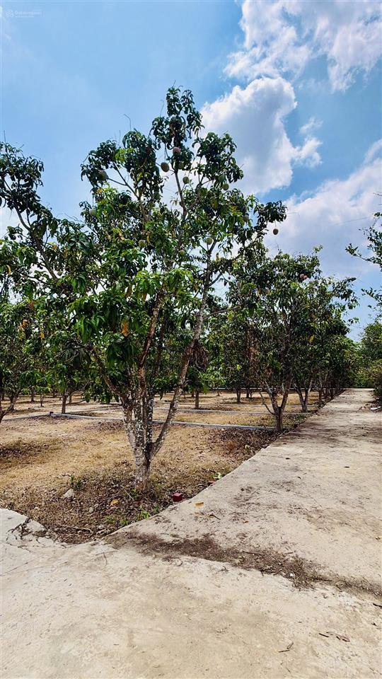 Của nhà trồng  đất nền diên thọ  diên khánh, đầy tiềm năng giá gốc cực mềm (hh cao ae liên kết)