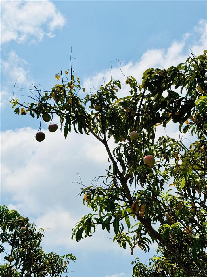 Của nhà trồng  đất nền diên thọ  diên khánh, đầy tiềm năng giá gốc cực mềm (hh cao ae liên kết)