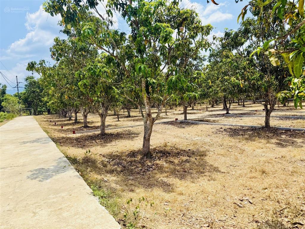 Của nhà trồng  đất nền diên thọ  diên khánh, đầy tiềm năng giá gốc cực mềm (hh cao ae liên kết)