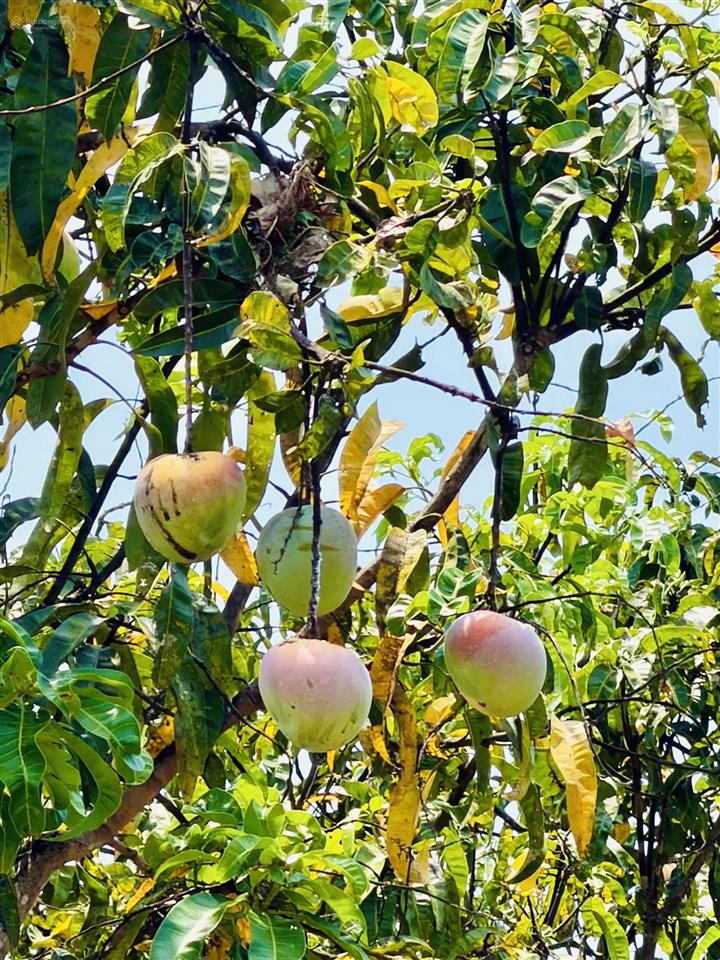 Của nhà trồng  đất nền diên thọ  diên khánh, đầy tiềm năng giá gốc cực mềm (hh cao ae liên kết)