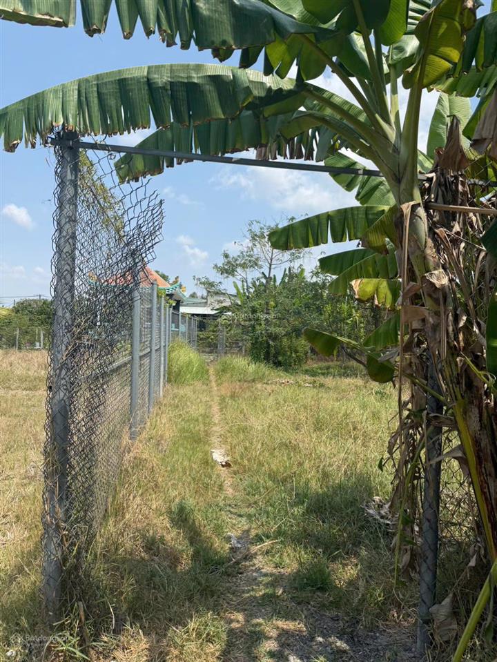 Cần bán đất vườn 500m , lô nhì đường bùi văn sự , hưng long bình chánh , shr chính chủ . giá rẽ