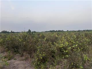 Cần cho thuê 12.000m2 (1 mẫu 2) đất trồng mai hiện tại đang trồng mai đất sạch cao ráo