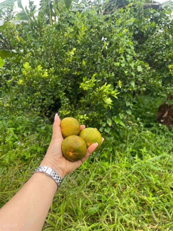 Bán nhà vườn 4,5 hecta mặt tiền đường nhựa bình dương chỉ 500k/1m2