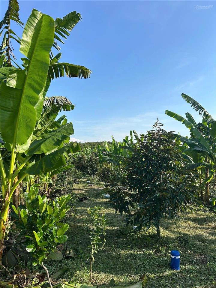 Bán nhà vườn 4,5 hecta mặt tiền đường nhựa bình dương chỉ 500k/1m2