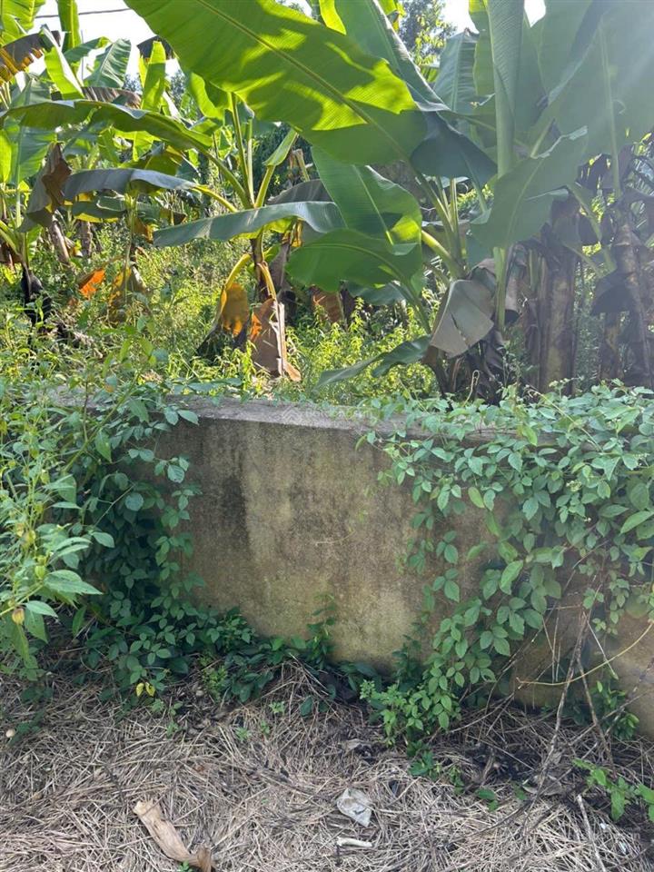 Bán nhà vườn 4,5 hecta mặt tiền đường nhựa bình dương chỉ 500k/1m2