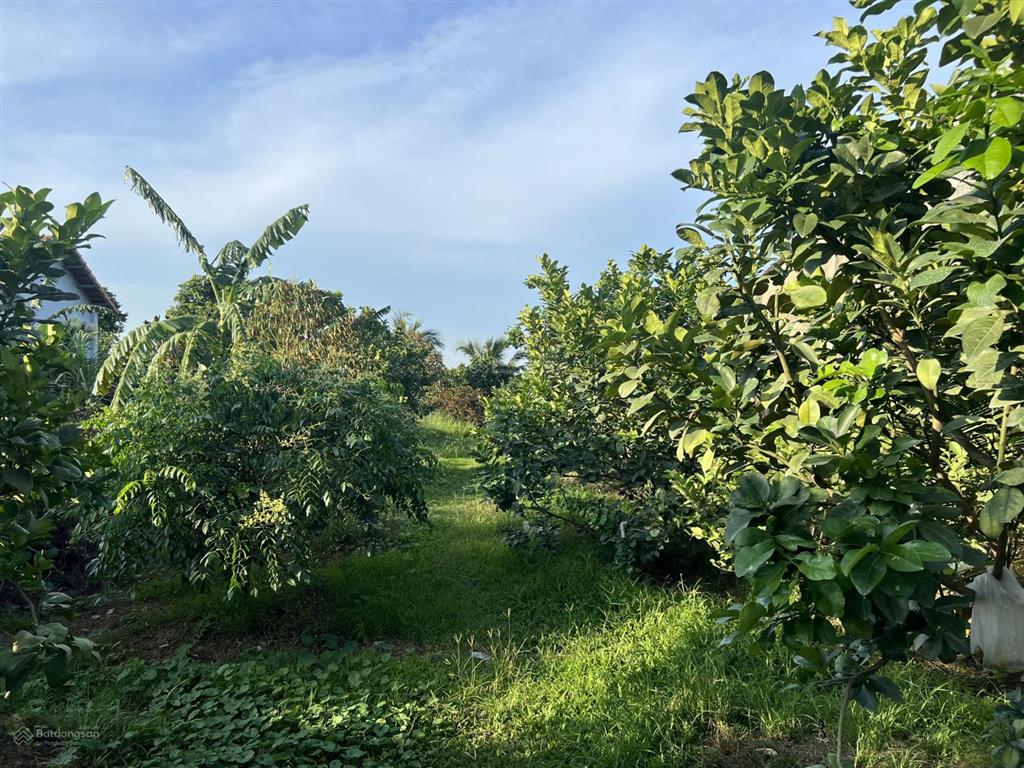 Bán 1000m2 mt bình hoà  cây dương giá 5,2 tỷ shr view sông đồng nai đường rộng thoáng làm nhà vườn