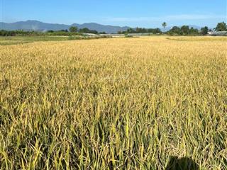 Cần bán đất ruộng canh tác tại ninh quý diện tích 2 sào 2 (đất ruộng)