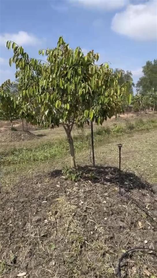 Giá tốt bán 2,1 công đất đẹp trồng 30 gốc sầu riêng, lộ nhựa ô tô cách chợ mương khai 300m