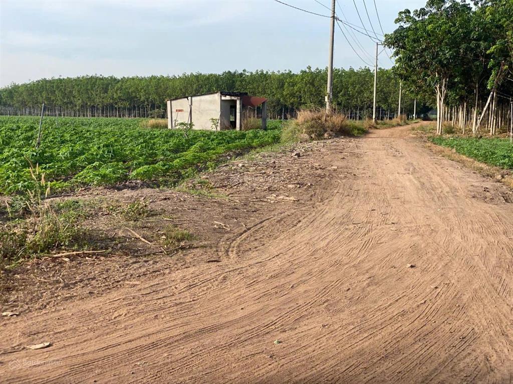 Bán lô đất 10 hecta giá cực rẻ đường lớn tại tân châu, tây ninh hiện đang cho thuê trồng mì