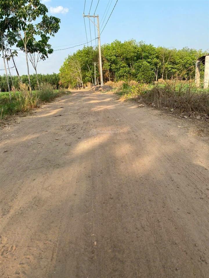 Bán lô đất 10 hecta giá cực rẻ đường lớn tại tân châu, tây ninh hiện đang cho thuê trồng mì
