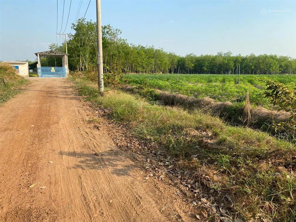 Bán lô đất 10 hecta giá cực rẻ đường lớn tại tân châu, tây ninh hiện đang cho thuê trồng mì