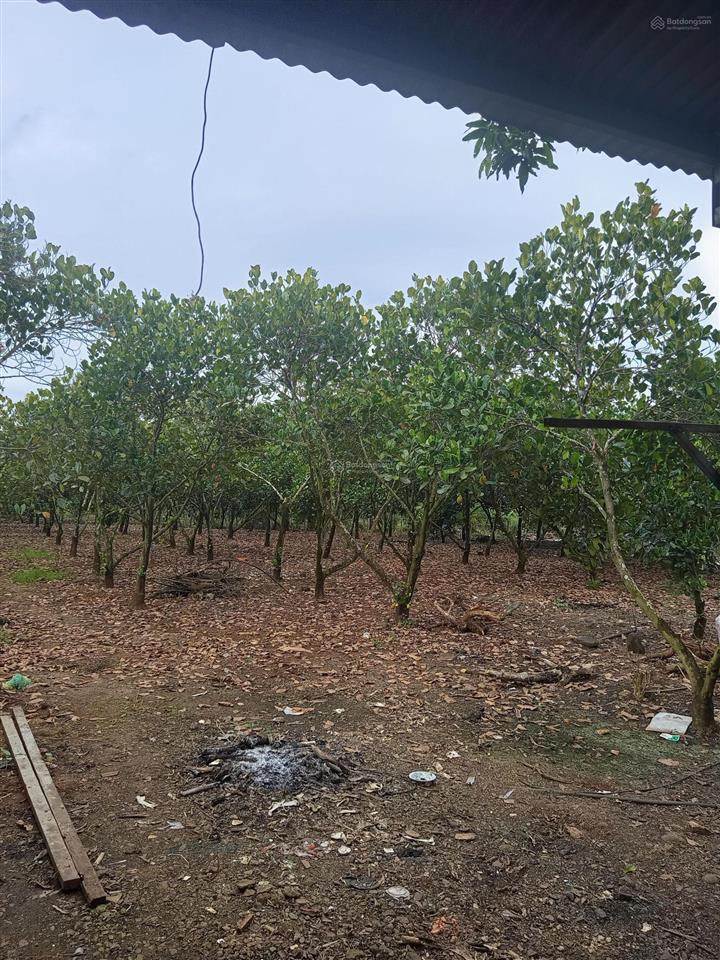 Bán trang trại, khu nghỉ dưỡng tại xã bảo quang, long khánh, đồng nai