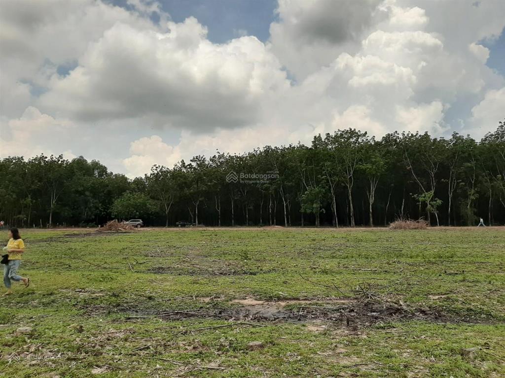 Bán đất 3100m2 tại định hiệp, dầu tiếng, bình dương, chỉ với giá siêu hời 2,5 tỷ