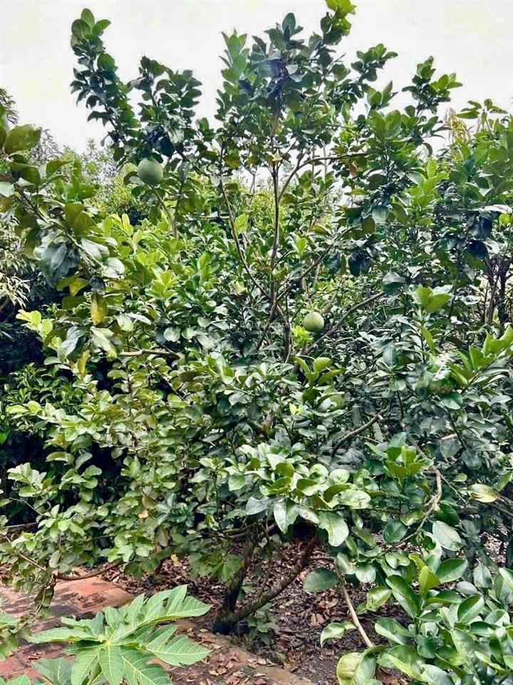 Bán vườn trái cây ,khu nghỉ dưỡng 2000 m2, 6 tỷ tại 1/ sông lu, bình mỹ, huyện củ chi, hcm