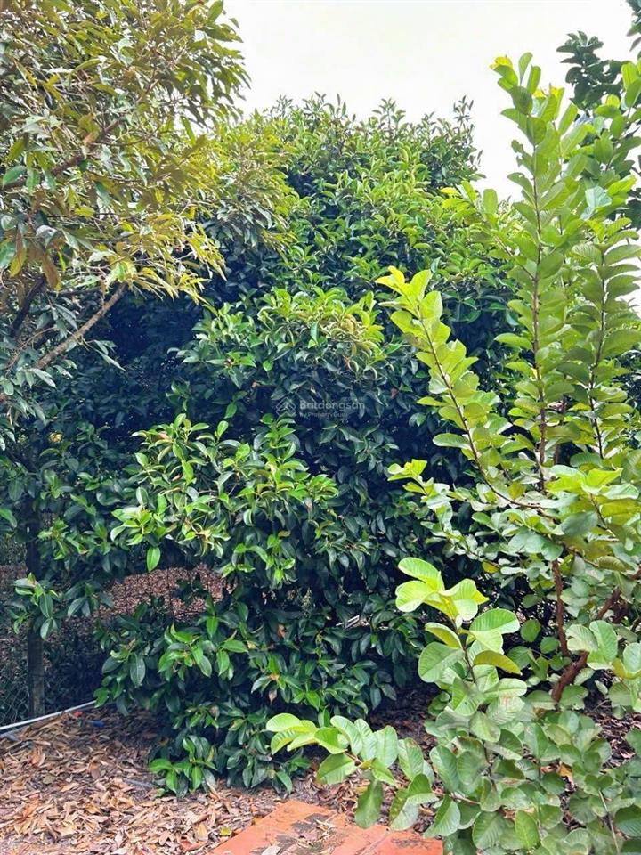 Bán vườn trái cây ,khu nghỉ dưỡng 2000 m2, 6 tỷ tại 1/ sông lu, bình mỹ, huyện củ chi, hcm