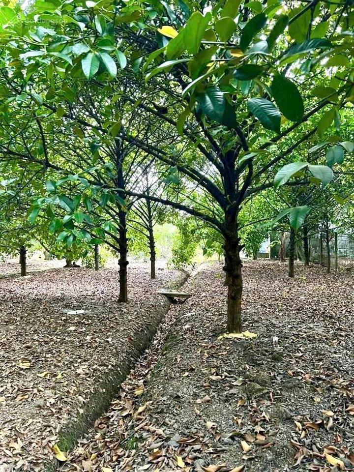 Bán vườn trái cây ,khu nghỉ dưỡng 2000 m2, 6 tỷ tại 1/ sông lu, bình mỹ, huyện củ chi, hcm