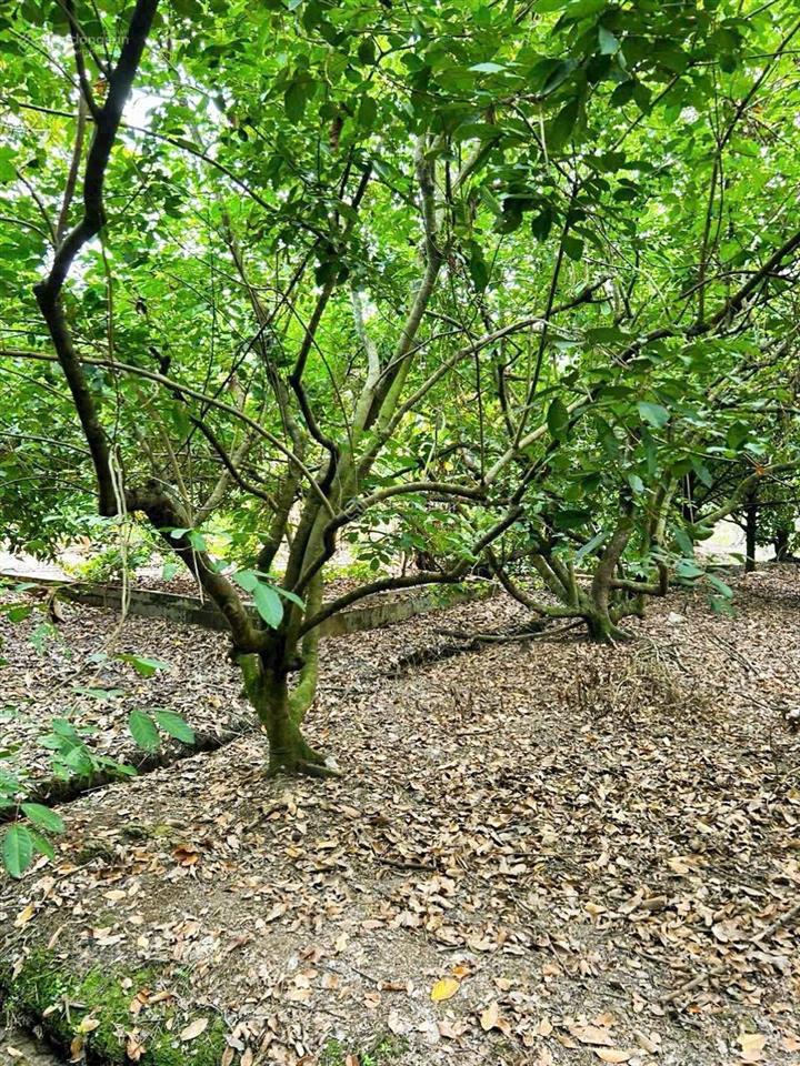 Bán vườn trái cây ,khu nghỉ dưỡng 2000 m2, 6 tỷ tại 1/ sông lu, bình mỹ, huyện củ chi, hcm