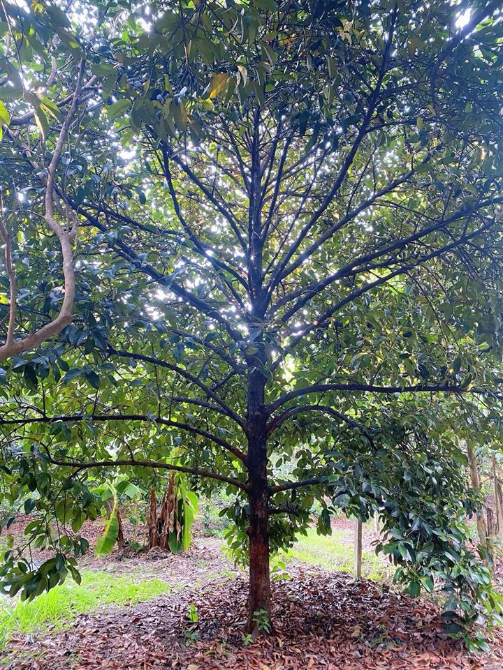 Bán vườn trái cây ,khu nghỉ dưỡng 2000 m2, 6 tỷ tại 1/ sông lu, bình mỹ, huyện củ chi, hcm