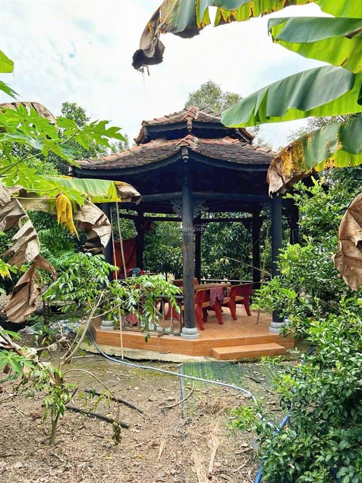 Bán vườn trái cây ,khu nghỉ dưỡng 2000 m2, 6 tỷ tại 1/ sông lu, bình mỹ, huyện củ chi, hcm