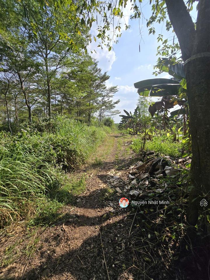 Bán 1000m2 đất cln  phù hợp nhà vườn !