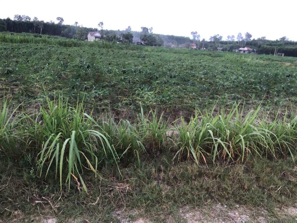 Bán 466m2 đất nông nghiệp  đường xe hơi  nở hậu tại xã sơn tịnh