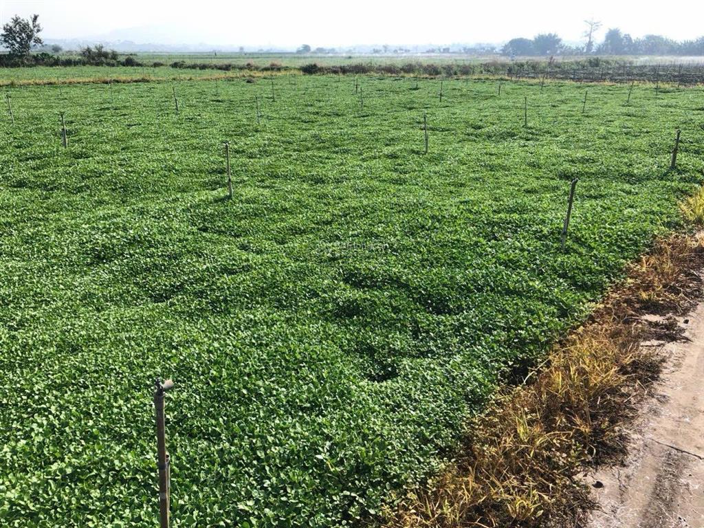 Cần bán 1000m2 lô đất ruộng thị trấn liên nghĩa, đức trọng