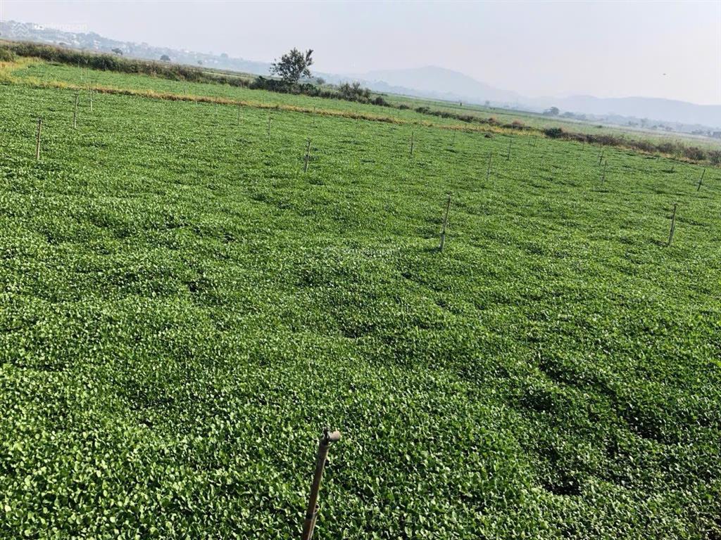 Cần bán 1000m2 lô đất ruộng thị trấn liên nghĩa, đức trọng