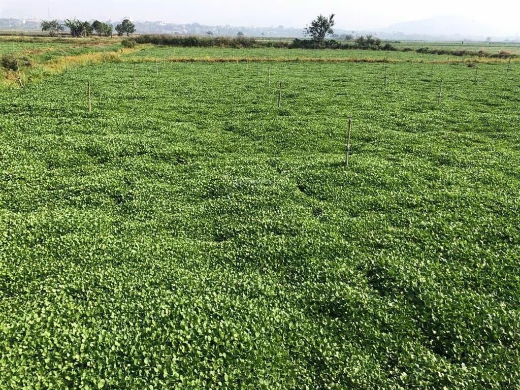 Cần bán 1000m2 lô đất ruộng thị trấn liên nghĩa, đức trọng