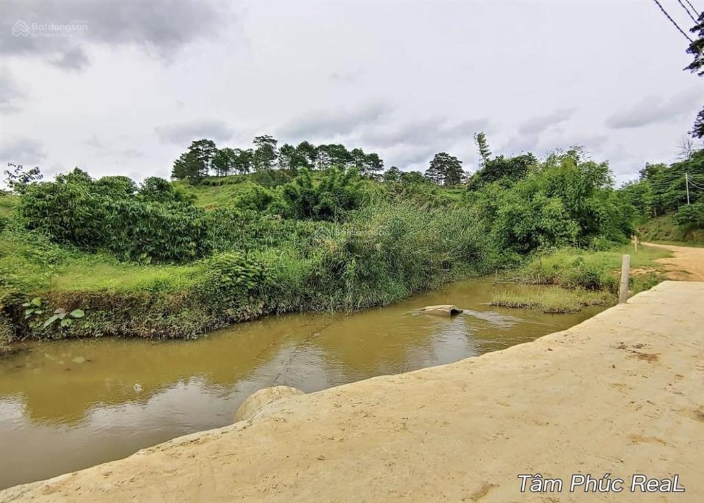 25.000m2 đất nông nghiệp ôm suối lớn rừng thông