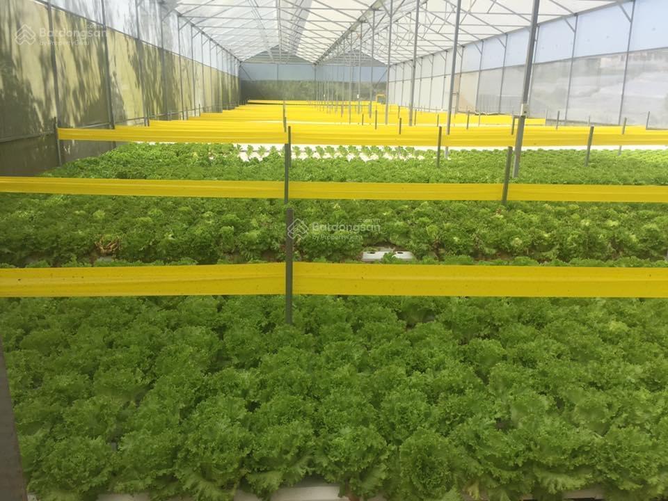 Bán khu đất và nhà nghỉ dưỡng tại 27a vạn thành, p 5, đà lạt, 33 tỷ, 3278m2 (có 300m2 thổ cư)