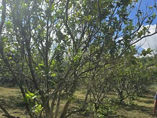 Chính chủ cần bán farm sinh thái caffe vườn bưởi diên thọ khánh hòa