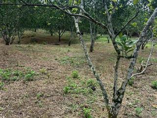 Tôi cần bán lô đất 6700m2 diên thọ khánh hòa. vườn trái cây rông đẹp, thu hoạch quanh năm