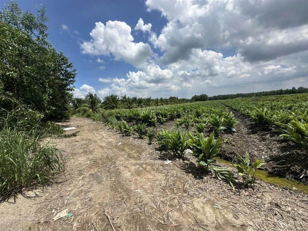 Bán đất kênh 9, xã lê minh xuân dt 9200m2