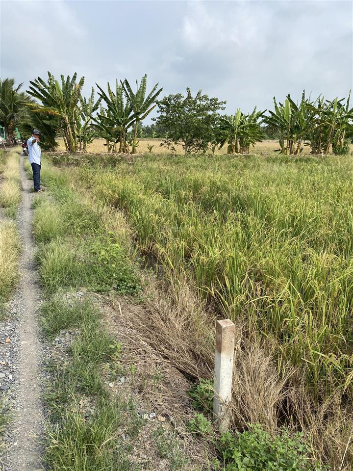 Bán 2.000m² đất vườn lô 2 kênh a, bình lợi (lê minh xuân cũ)