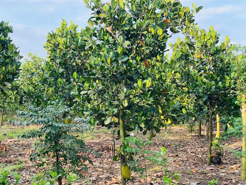 Chính chủ bán 1.058m2 đất | ngang 30m | xuân định, tp. đồng nai | 700 triệu