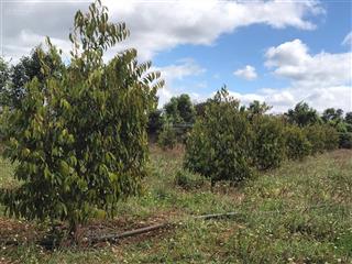 Vườn sầu thái cạnh suối điện nước đầy đủ, giá 1 tỷ 390 triệu tl