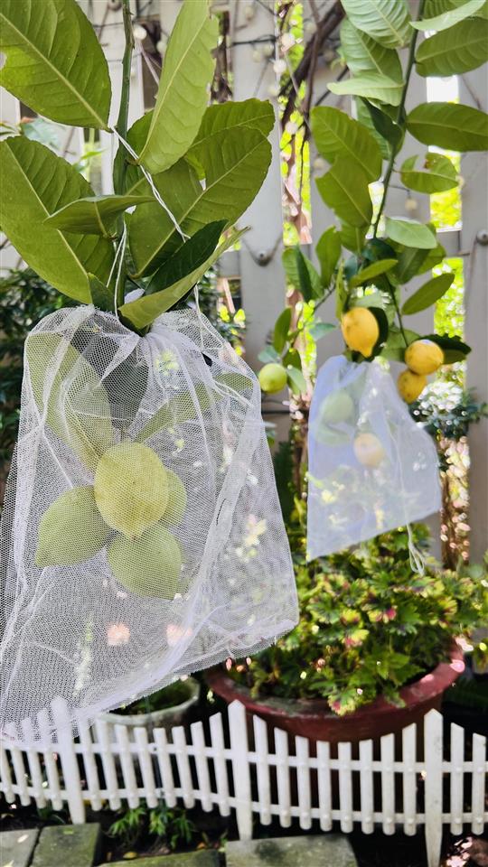 Bán nhà phố camellia compound, an ninh xanh mát. giá 8,2 tỷ