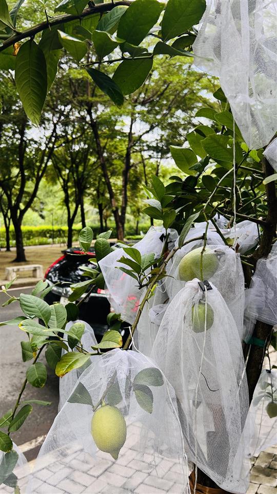 Bán nhà phố camellia compound, an ninh xanh mát. giá 8,2 tỷ
