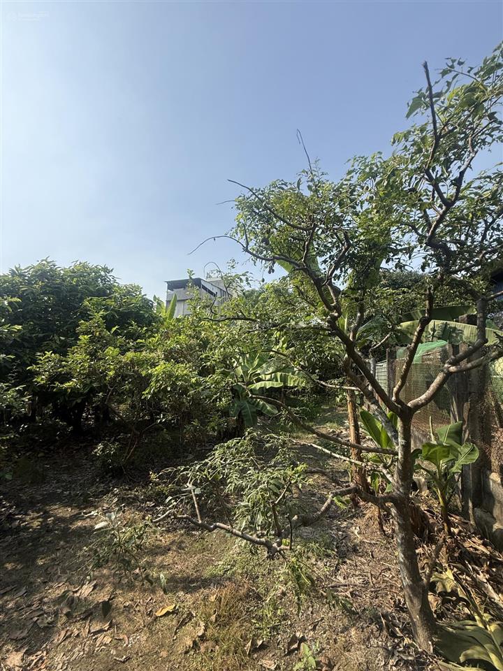 Bán đất lớn thổ cư an phú đông, quận 12 giáp gò vấp