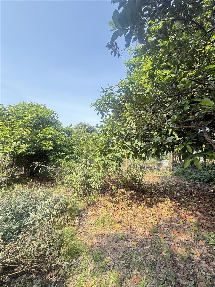 Bán đất lớn thổ cư an phú đông, quận 12 giáp gò vấp