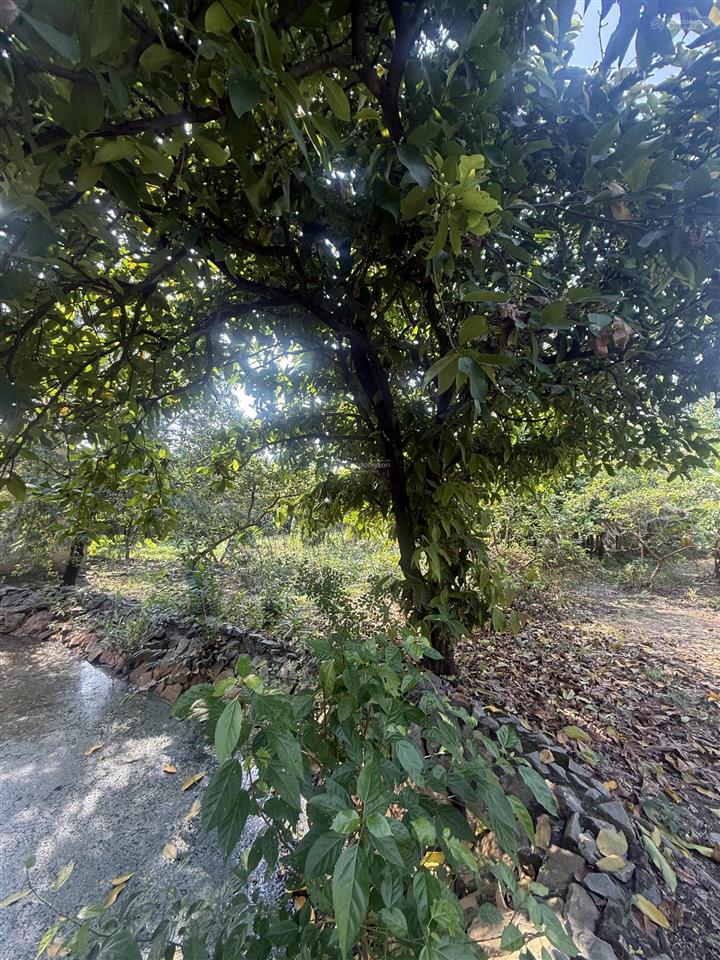 Bán đất lớn thổ cư an phú đông, quận 12 giáp gò vấp