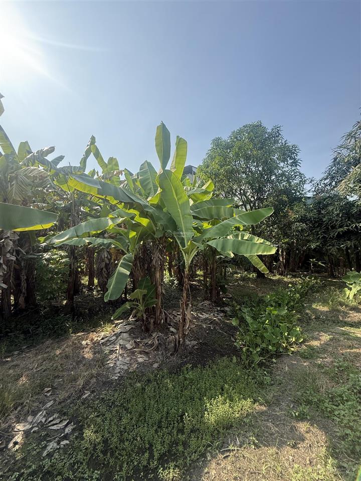 Bán đất lớn thổ cư an phú đông, quận 12 giáp gò vấp