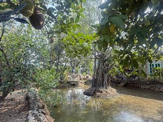 Bán đất lớn thổ cư an phú đông, quận 12 giáp gò vấp